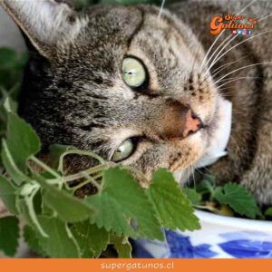 ¿Sabías que la albahaca y hierbabuena son aromas que les fascinan?