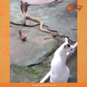 Valiente gatito enfrenta a una cobra para evitar que ingrese a la casa