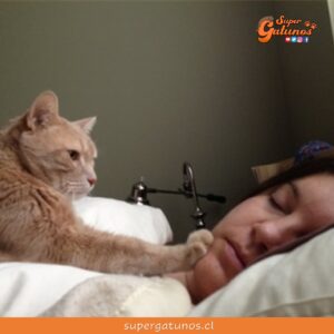 ¿Sabías que los gatos nos despiertan cuando se sienten enfermos?