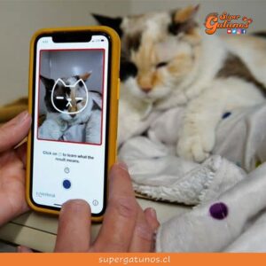 Lanzan nueva aplicación que detecta si los gatos sienten dolor