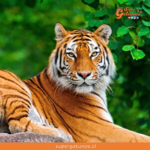 Hoy celebramos el “Día Internacional del Tigre”