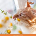 ¿Sabías que los aromas florales les fascinan a los gatos?