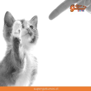 “Me habían dicho que el procedimiento de entrenamiento con gatos era difícil. No es así, el mío me entrenó en dos días”
