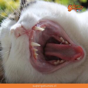 Lanzan versión crocante de Qchefs que cuida la salud bucal de los gatos