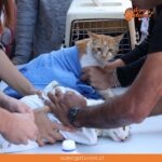 Organizan Jornada de Bienestar Animal en Open Plaza Kennedy