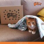 Celebremos el Día del Gato con un súper descuento en nuestra Caja «Abrigadora»