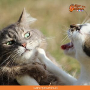Entregan pautas de cómo presentar a un nuevo gato y evitar conflictos