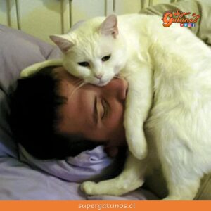 ¿Sabías que los gatos nos despiertan en la noche por un mal hábito?