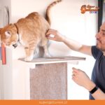 Conoce el nuevo “Muro de Escalada” que hará muy felices a tus gatos