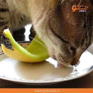 ¿Sabías que el melón es una de las frutas que pueden comer los gatos?