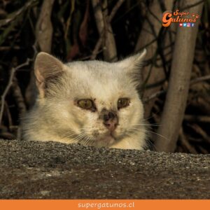 Voluntarios se movilizan en Grecia para rescatar a mascotas tras incendios