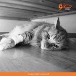 “Ya sabes cómo lo hacen los gatos. Se ocultan para morir. Los perros regresan a casa”