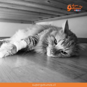 “Ya sabes cómo lo hacen los gatos. Se ocultan para morir. Los perros regresan a casa”