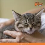 ¿Sabías que los gatos pueden manifestar estrés a través del ronroneo?