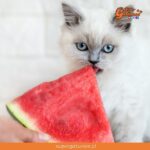 ¿Sabías que la sandía es una de las frutas que pueden comer los gatos?