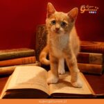 Conoce cuáles son los gatos célebres de la literatura universal