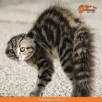 ¿Sabías que los gatos cuando están enojados se erizan y caminan de lado?