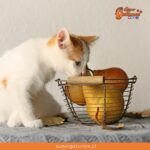 ¿Sabías que la pera es una de las frutas que pueden comer nuestros gatos?