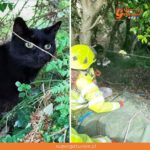 Gato “héroe” salva la vida de su humana de 83 años tras caer a un barraco