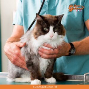 Fundación Corazón de Gato organiza operativo de vacuna y microchip