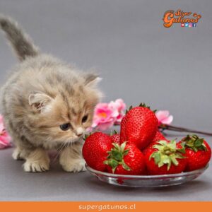 ¿Sabías que la frutilla es una de las frutas que pueden comer nuestros gatos?