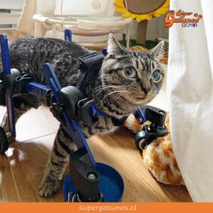 Gatito con hipoplasia cerebelar emociona al dar sus primeros pasos