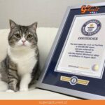 “Motimaru” logra un Guinness por el gato con más visitas en YouTube
