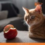 ¿Sabías que la manzana es una de las frutas que pueden comer los gatos?
