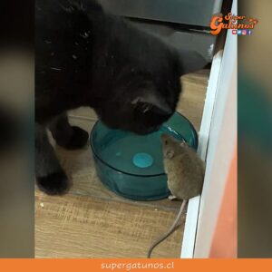 Gato que bebe agua junto a su amigo ratón se viraliza en redes sociales