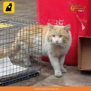 Aporte solidario para Fundación Corazón de Gato suma 24 raciones en agosto