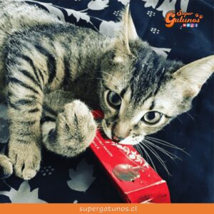 ¿Sabías que el chocolate es uno de los alimentos tóxicos para los gatos?