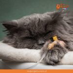 ¿Sabías que los gatos también pueden padecer linfoma?