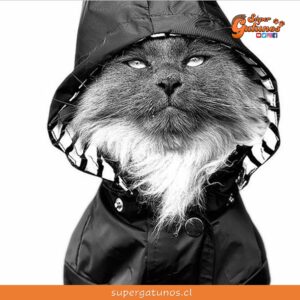 Lanzan el nuevo iPhone 12 Pro con fotografías de gatos en paraderos