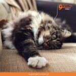 Revive la charla titulada “Marcaje en gatos, ¿por qué mis sillones sufren?”