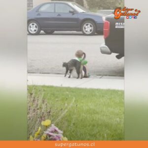Gatita consuela a un pequeño niño que estaba triste en una vereda