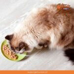 ¿Sabías que es un mito que los gatos necesitan variedad en su dieta?