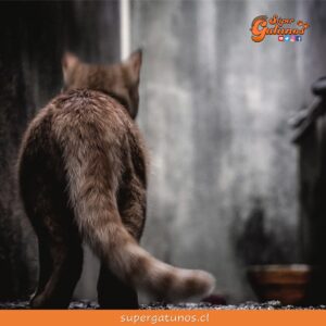Proponen dos días de permiso laboral por muerte de mascotas