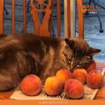 ¿Sabías que el durazno es una de las frutas que pueden comer los gatos?