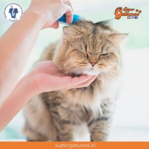 Revive la charla sobre los cuidados generales de nuestros gatos