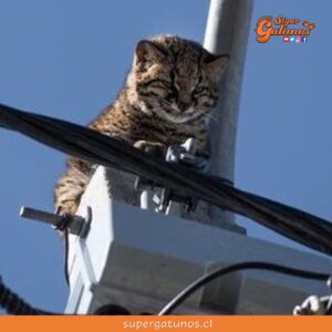 Rescatan a un gato güiña atrapado en la cima de un poste de luz en Dalcahue