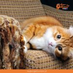 ¿Sabías que los gatos afilan sus uñas en el sofá para marcar su territorio?