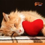 ¿Sabías que el corazón de los gatos pesa entre 15 y 20 gramos en promedio?