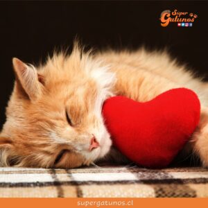¿Sabías que el corazón de los gatos pesa entre 15 y 20 gramos en promedio?