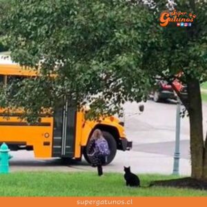 Gato “guardián” acompaña todos los días a su humana al paradero