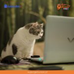 Aprovecha hasta un 80% de descuento en nuestro “Cyber Gatuno”