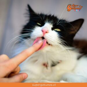 ¿Sabías que los gatos nos lamen las manos para expresar que nos quieren?