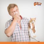 ¿Sabías que limpiar las paredes nos ayuda con la alergia a los gatos?