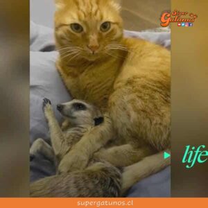 Sorprenden a un gato y suricatas siendo amigos como en “El Rey León”