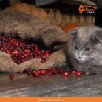 ¿Sabías que el arándano es una de las frutas que pueden comer los gatos?