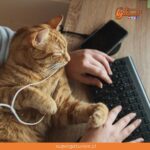 Aclaran por qué los gatos les gusta interrumpirnos en el computador